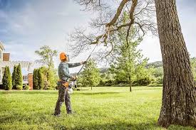 Professional Tree Services in Union Grove, WI